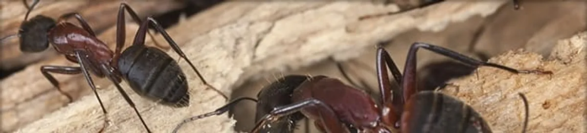 Close-up of ants on wood showing an active ant infestation in Knoxville, TN