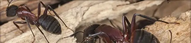 Close-up of ants on wood showing an active ant infestation in Knoxville, TN