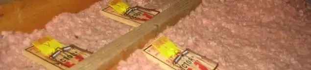 Mouse traps placed in an attic for rodent control in Knoxville, TN