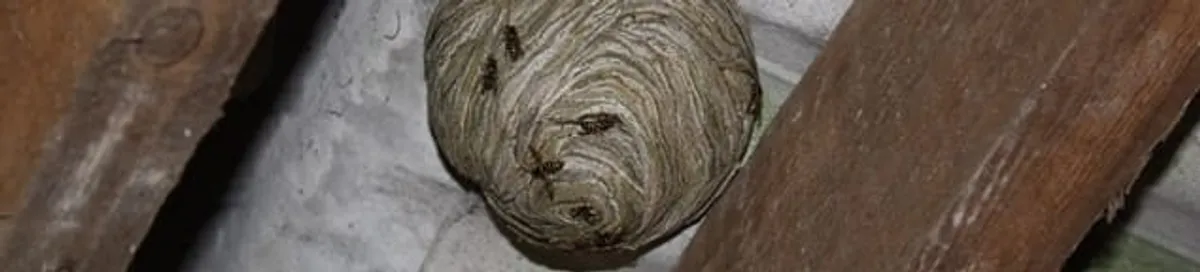 Wasp nest in an attic space, a common home infestation risk in Knoxville, TN