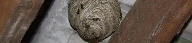 Wasp nest in an attic space, a common home infestation risk in Knoxville, TN