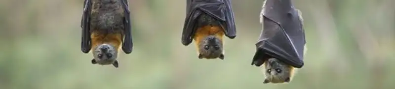 Bats roosting together, a common sign of a bat infestation in Knoxville, TN