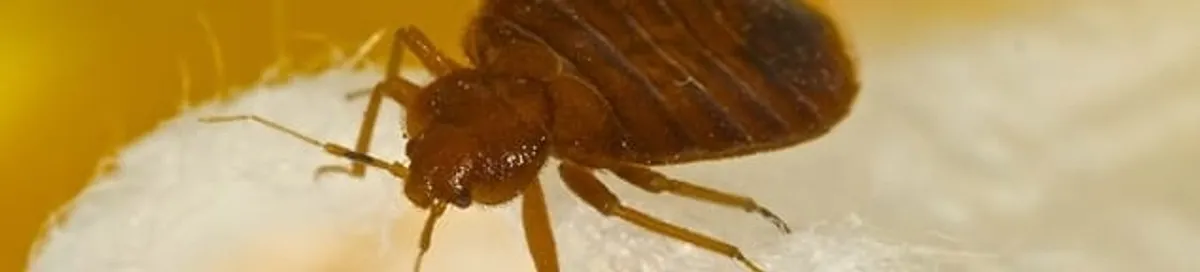 Close-up of a bed bug, a sign of an active infestation in Knoxville, TN