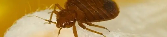Close-up of a bed bug, a sign of an active infestation in Knoxville, TN