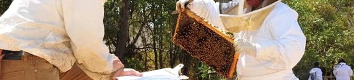 Bee removal specialists relocating a hive and honeycomb safely in Knoxville, TN