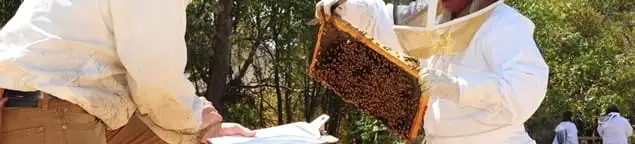 Bee removal specialists relocating a hive and honeycomb safely in Knoxville, TN