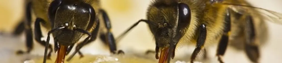 Close-up of honey bees, a sign of a nearby hive in Knoxville, TN