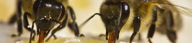 Close-up of honey bees, a sign of a nearby hive in Knoxville, TN
