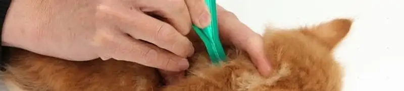 Flea treatment for pets using a flea comb, a sign of flea problems in Knoxville, TN