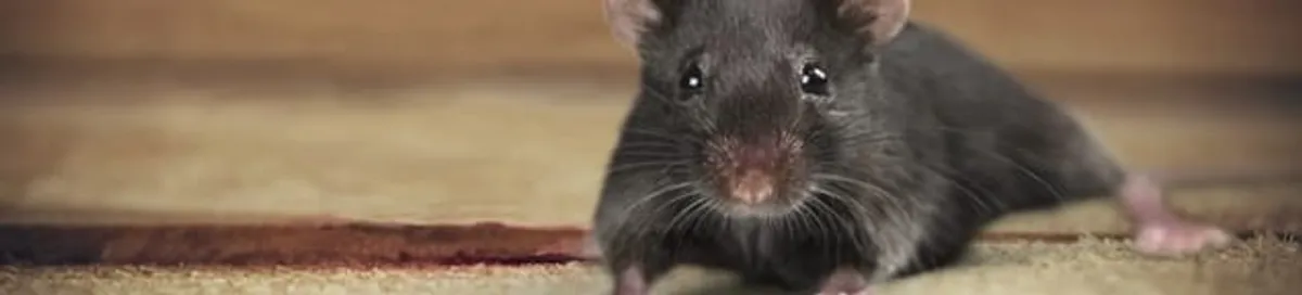 Mouse indoors, a common sign of a rodent infestation in Knoxville, TN
