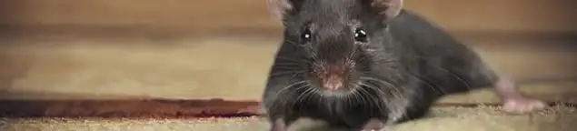 Mouse indoors, a common sign of a rodent infestation in Knoxville, TN