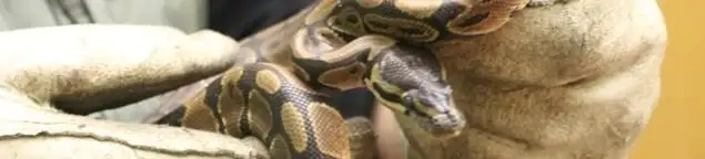 Snake removal specialist safely handling a snake with protective gloves in Knoxville, TN