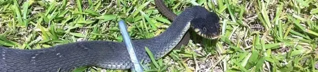 Snake in a yard, a common sign of a snake problem near a home in Knoxville, TN