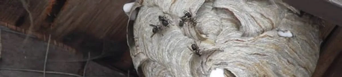Close-up of a wasp nest with active wasps, a sign of an infestation in Knoxville, TN