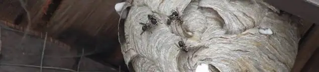 Close-up of a wasp nest with active wasps, a sign of an infestation in Knoxville, TN